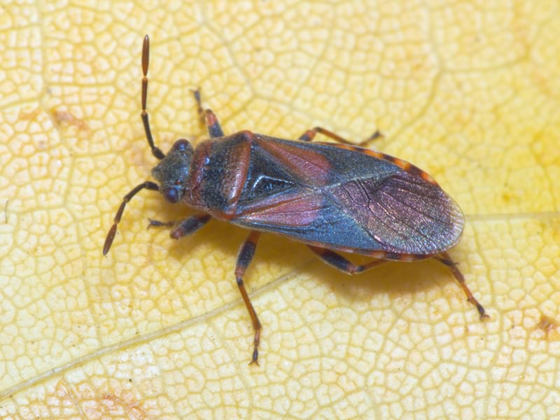 Arocatus melanocephalus (Fabricius, 1798)